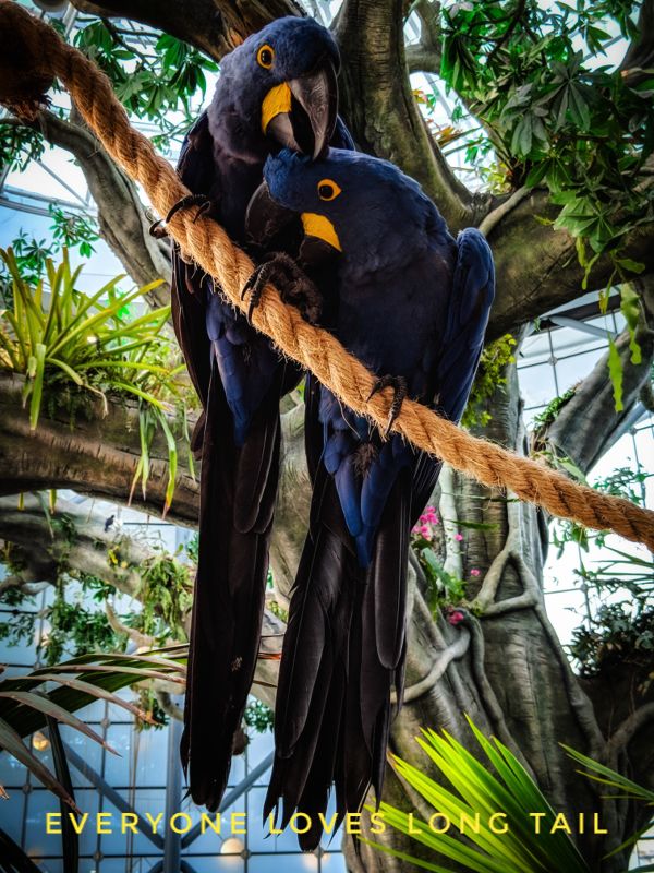 Long tail macaws indicating long tail keywords
 